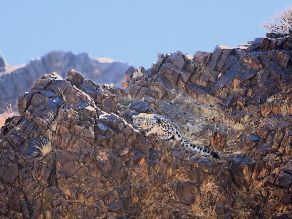 Mongolia Snow Leopard tracking holiday