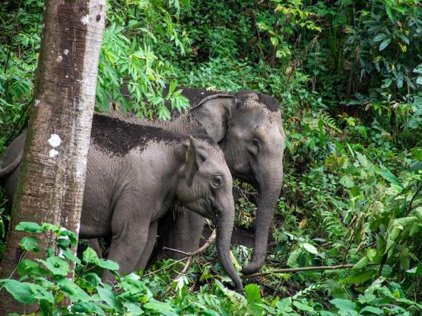 Thailand family volunteering and elephant holiday