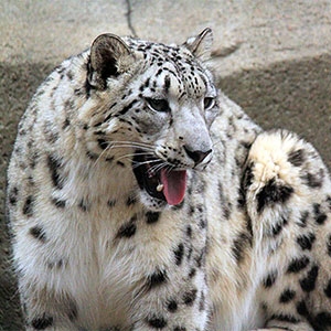 Snow leopard tracking guide
