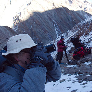 Where to track snow leopards