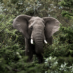 Things to do in Africa