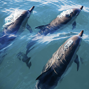 Dolphin watching holidays in the Azores