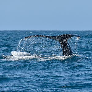 Whales in the Azores