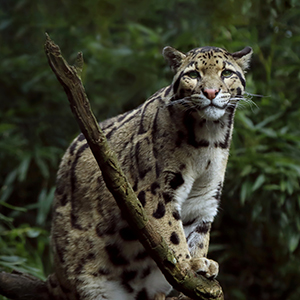 Clouded leopard safaris in Borneo