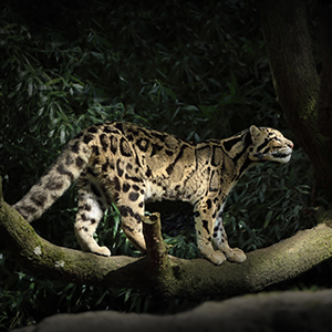 Where to see big cats