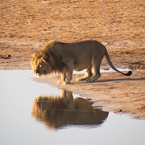 Big cat safari travel guide