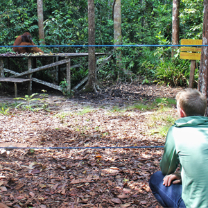 Watching orangutans with children