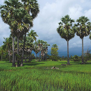 Best time to visit Cambodia