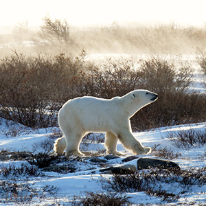 Polar bear watching in Churchill