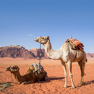 Camel safari tours in Jordan