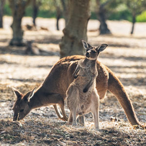Kangaroo Island travel guide