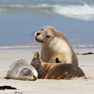 Kangaroo Island map & highlights