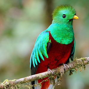 Top 10 animals in Costa Rica