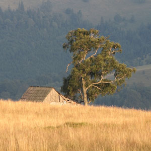 Are There Any Travel Warnings in the Carpathian Mountains? A 2025 Update