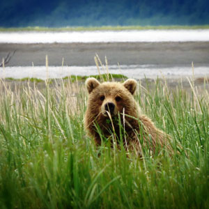 Alaska wildlife travel guide