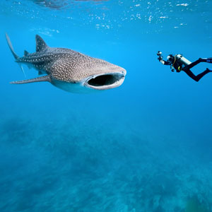 Scuba diving travel guide