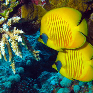 Scuba diving travel tips
