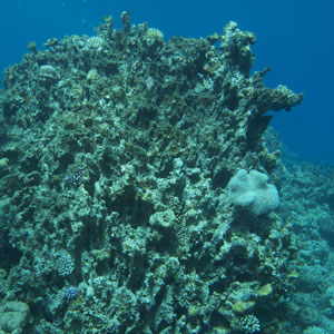Responsible scuba diving 