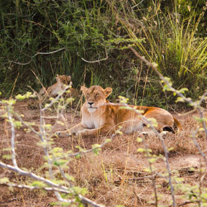 Wildlife in the Okavango Delta