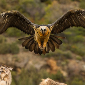 Wildlife in the Spanish Pyrenees