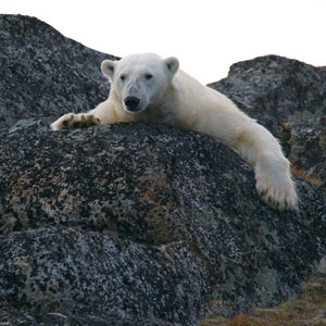 Norway wildlife travel guide