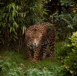 The Amazon Rainforest