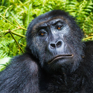 Congo rainforest holidays