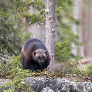 Best places to find wildlife in Europe