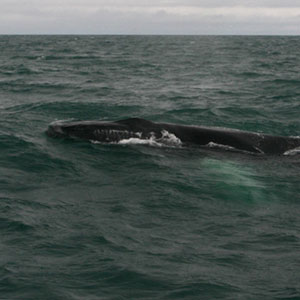 Whale watching in Iceland