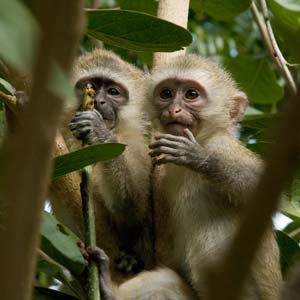 Volunteering with monkeys