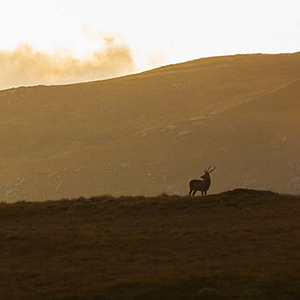 Wilderness travel guide