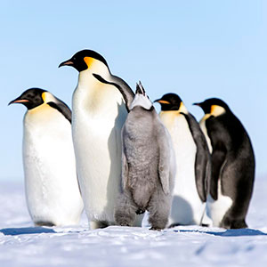 Best time to visit Antarctica