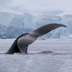 Whale watching in Antarctica