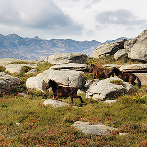 Walking in Peneda-Ger�s National Park