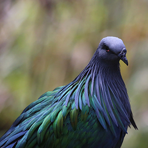 Bird watching in India