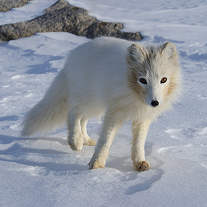 Wildlife in Greenland