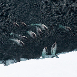 Responsible tourism in Greenland