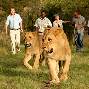 Is walking with lions ethical?