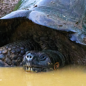 How will climate change affect Galapagos holidays?