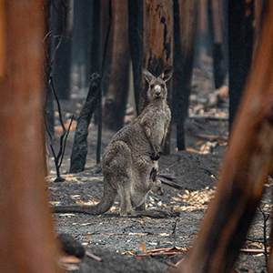 How will climate change affect Australia holidays?