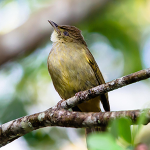Wildlife in Thailand
