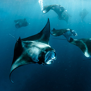 Wildlife in the Maldives