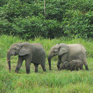 Gabon travel guide