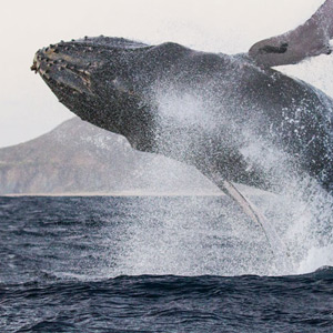 Baja California travel guide