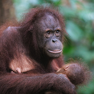 Orangutan sanctuaries that we do & do not support