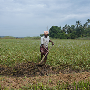 How will climate change affect holidays in India?