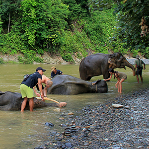 Is it okay to bathe elephants?