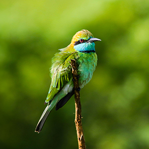 Bird watching in Sri Lanka
