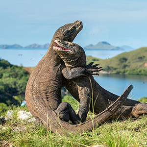 Best time to visit Komodo