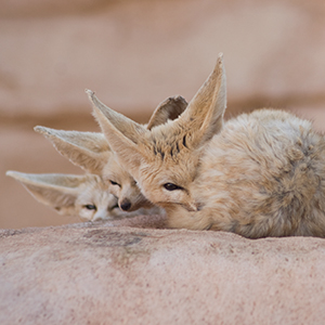 Western Sahara wildlife